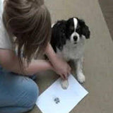 Hand, Foot and Pawprint Capture Kit - Little Fingers 'n' Toes